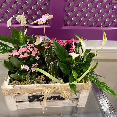 Plaza Cavana מלון